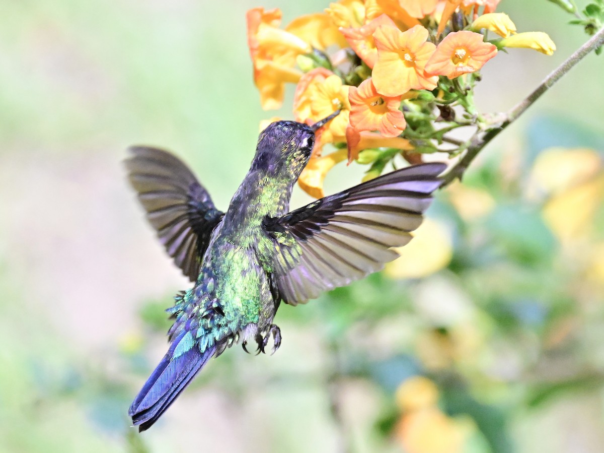 Fiery-throated Hummingbird - Vivian Fung