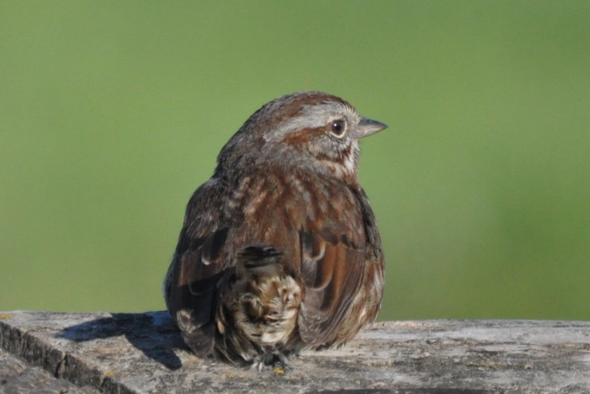 Song Sparrow - Samuel Rodgers