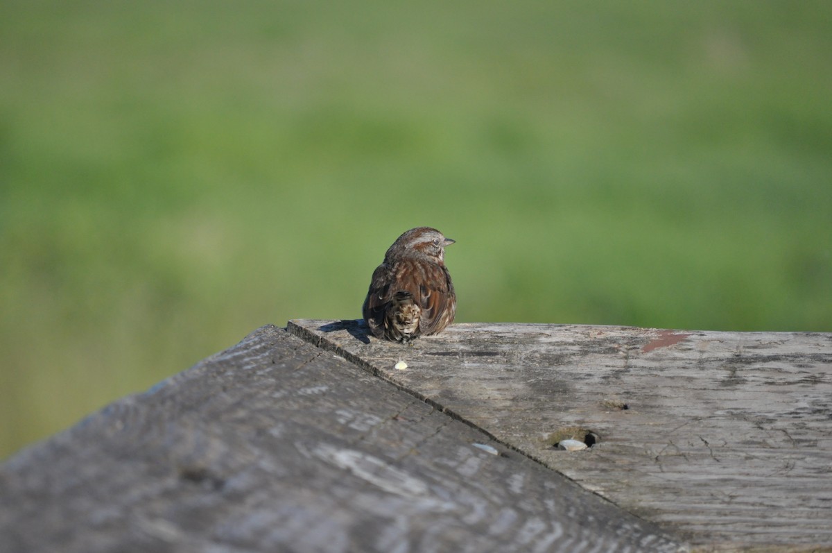 Song Sparrow - ML619209713