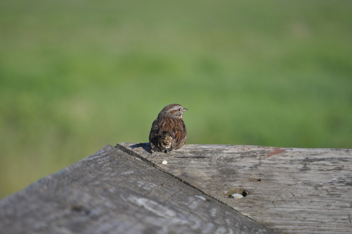 Song Sparrow - Samuel Rodgers