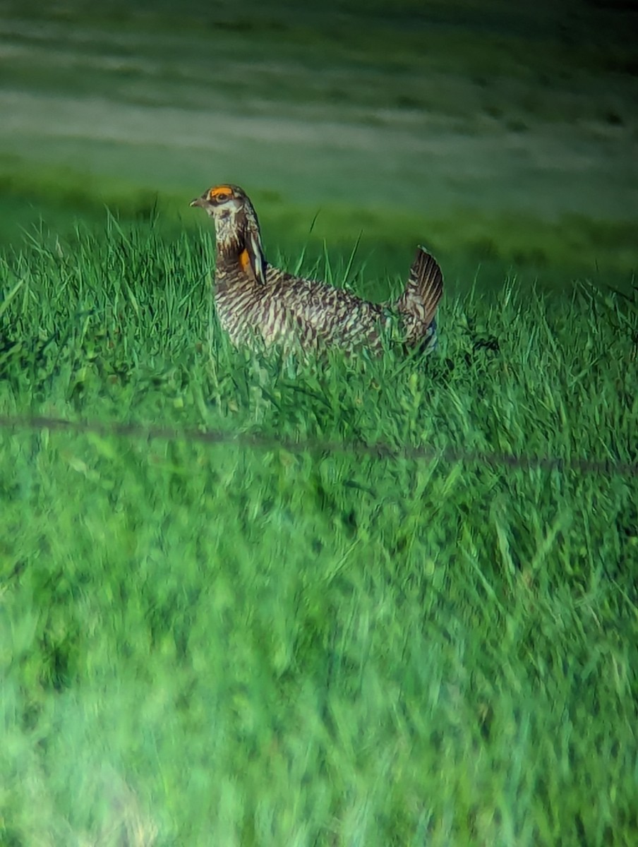 Greater Prairie-Chicken - Jack N