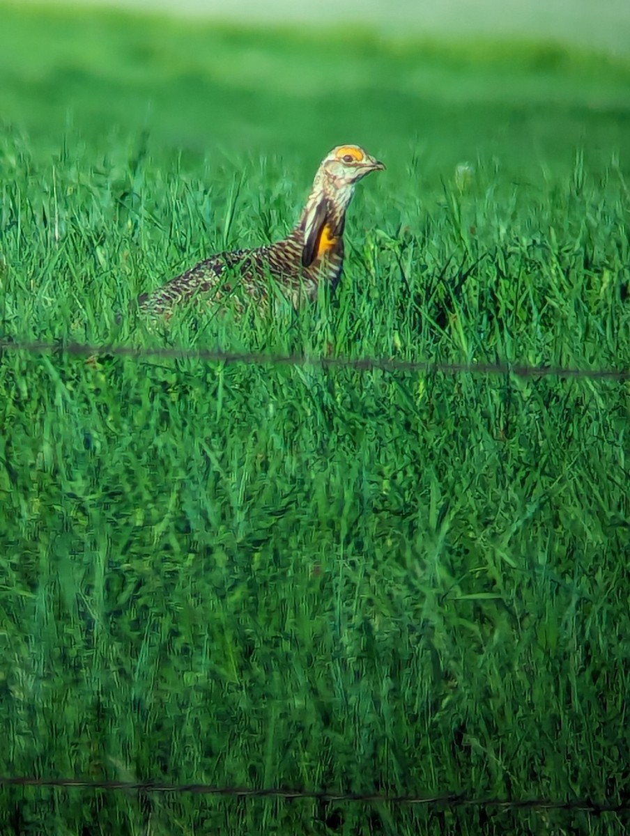 Greater Prairie-Chicken - Jack N