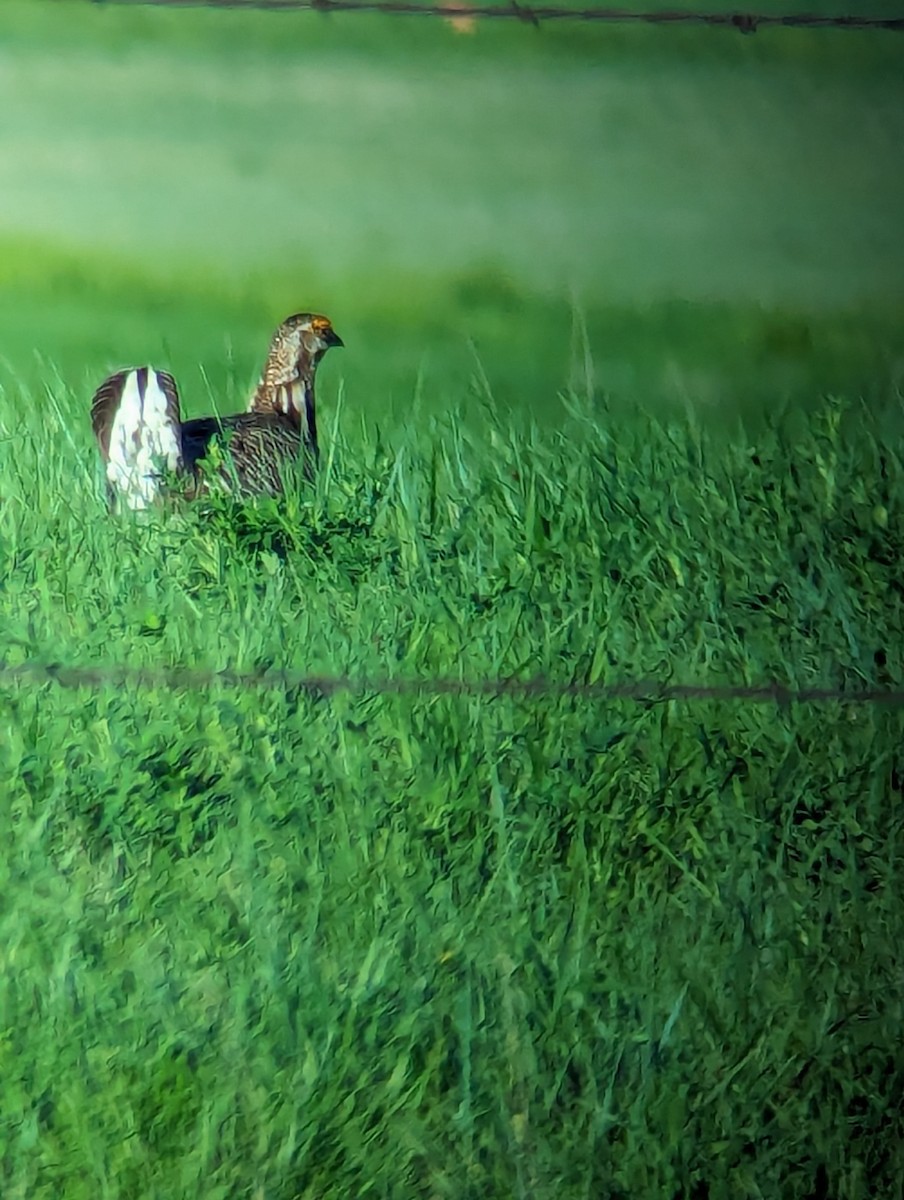 Greater Prairie-Chicken - ML619209720