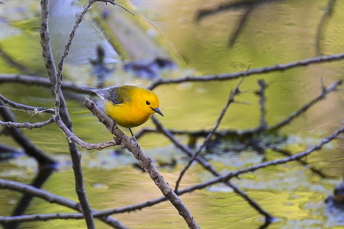 Prothonotary Warbler - Eric Stenstrom