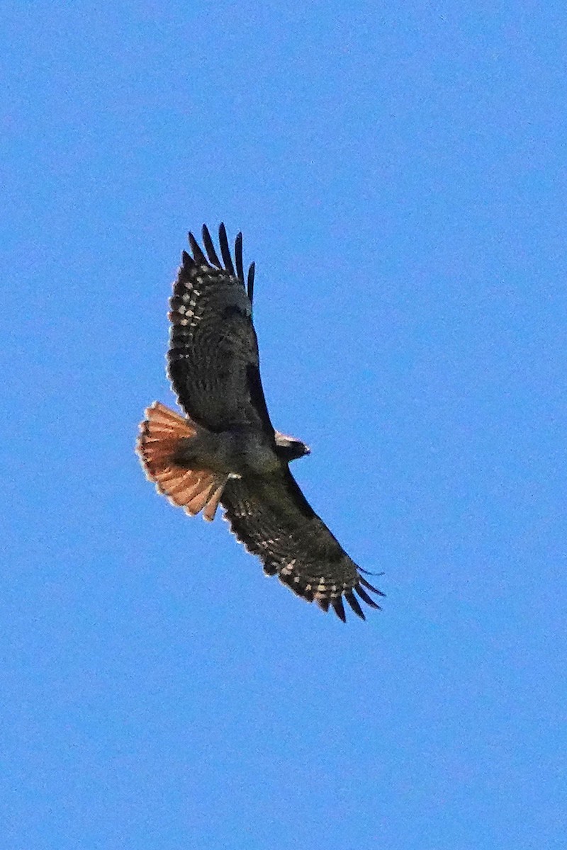 Red-tailed Hawk - Edward Rooks