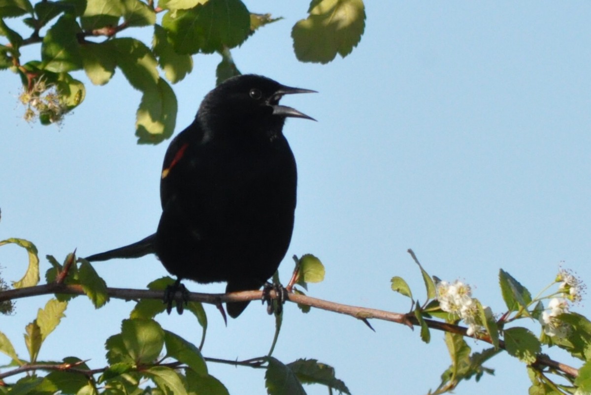 Red-winged Blackbird - Samuel Rodgers