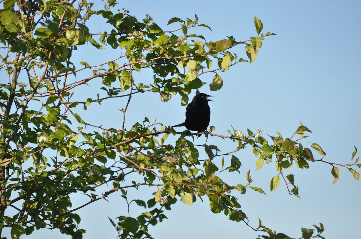 Red-winged Blackbird - Samuel Rodgers