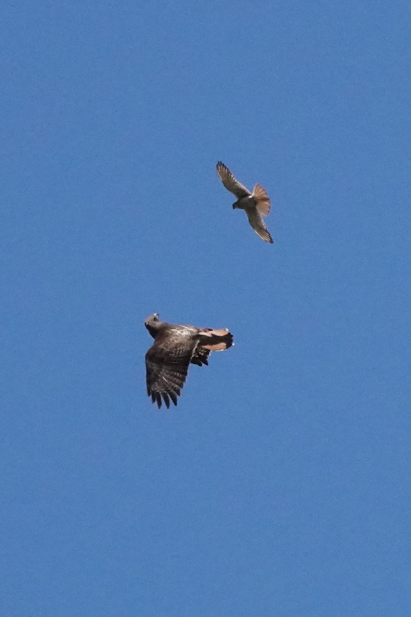 Red-tailed Hawk - Edward Rooks