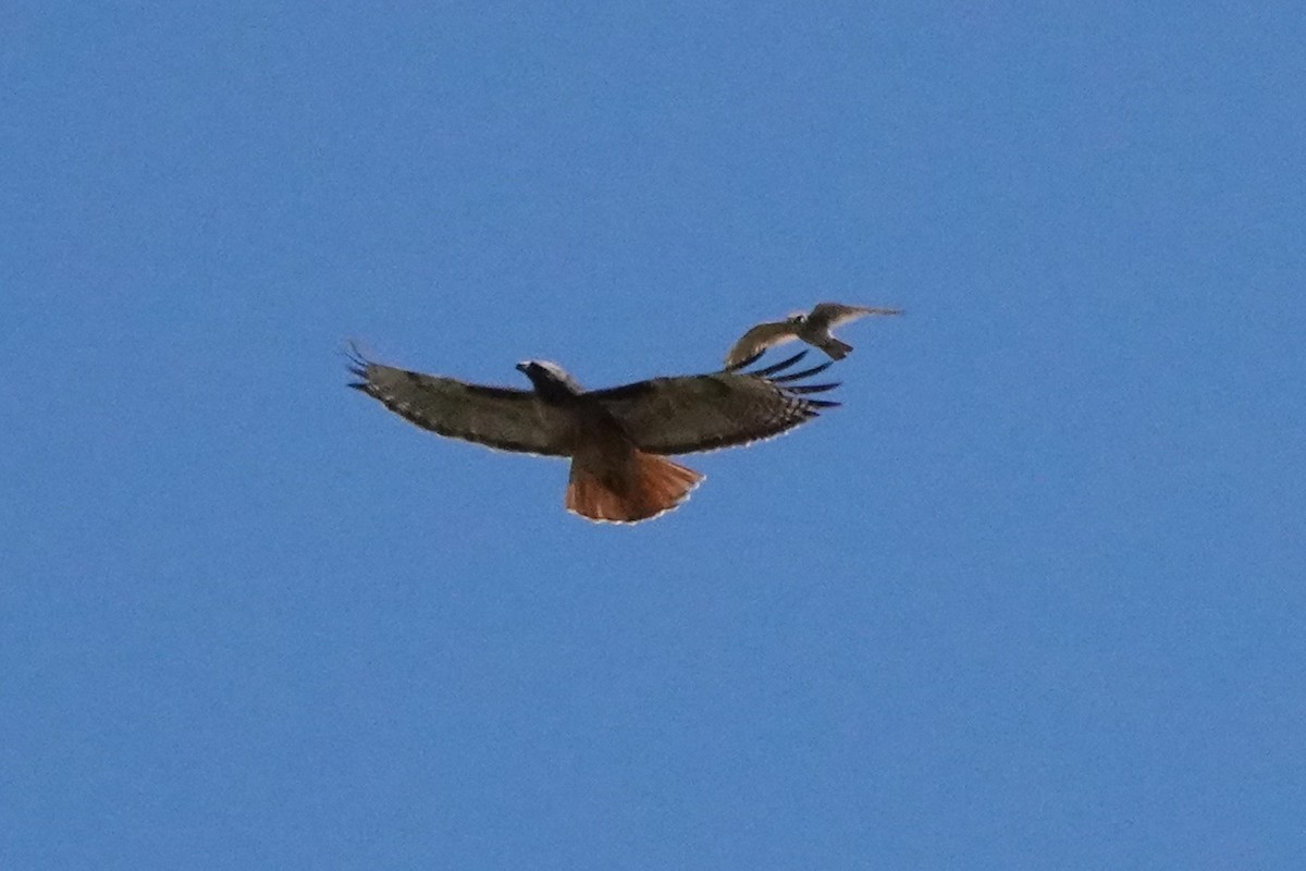 Red-tailed Hawk - Edward Rooks