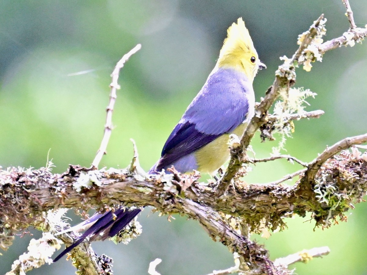 Long-tailed Silky-flycatcher - Vivian Fung