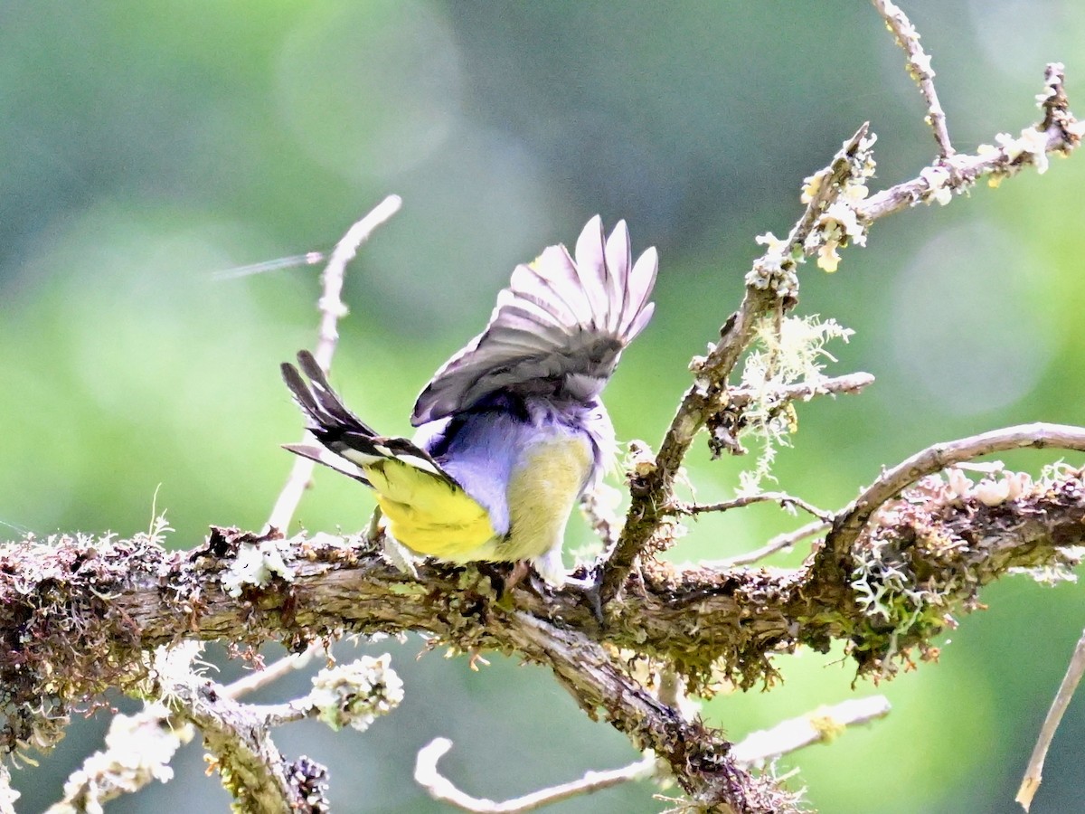 Long-tailed Silky-flycatcher - Vivian Fung