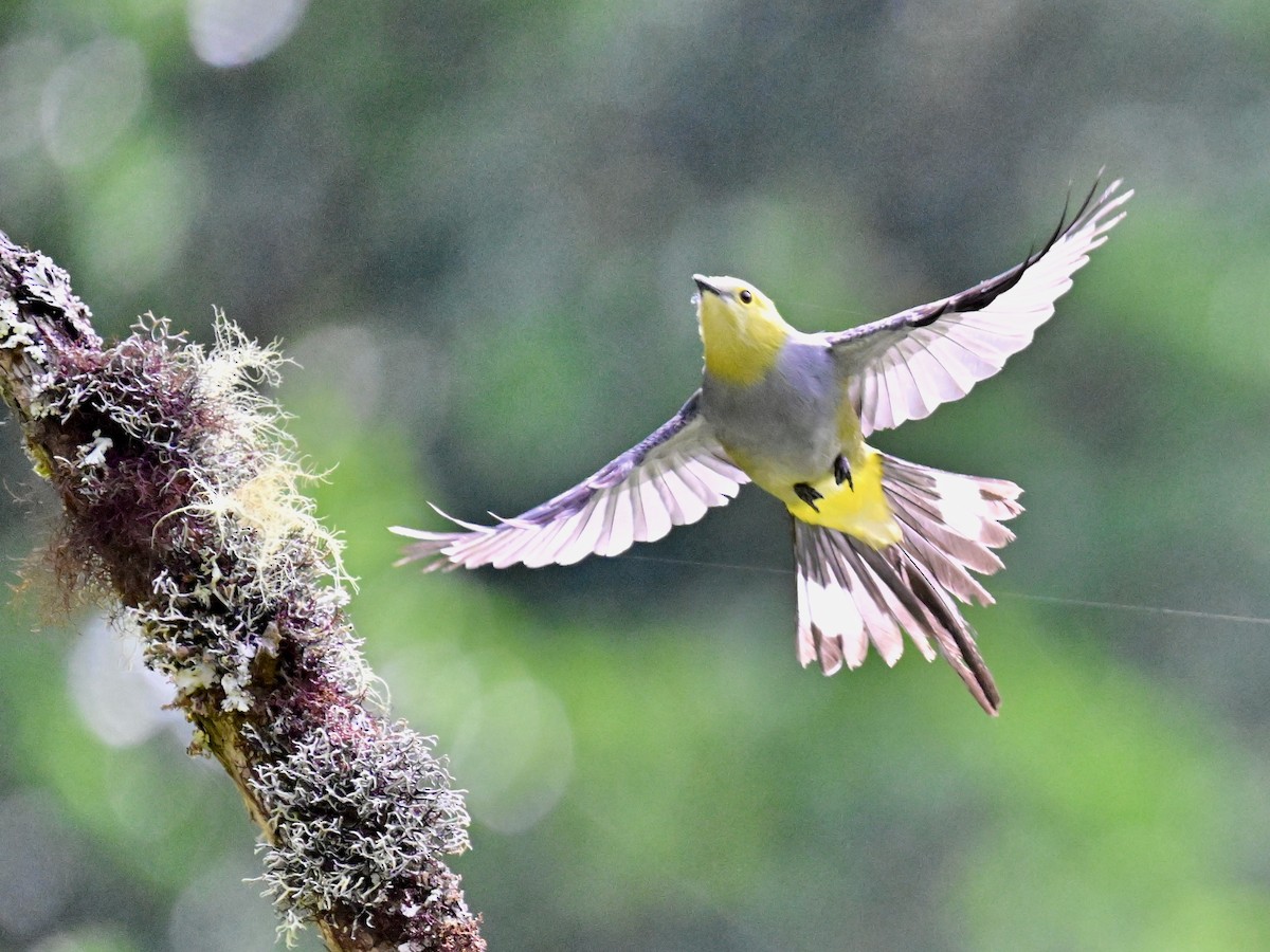 Long-tailed Silky-flycatcher - Vivian Fung