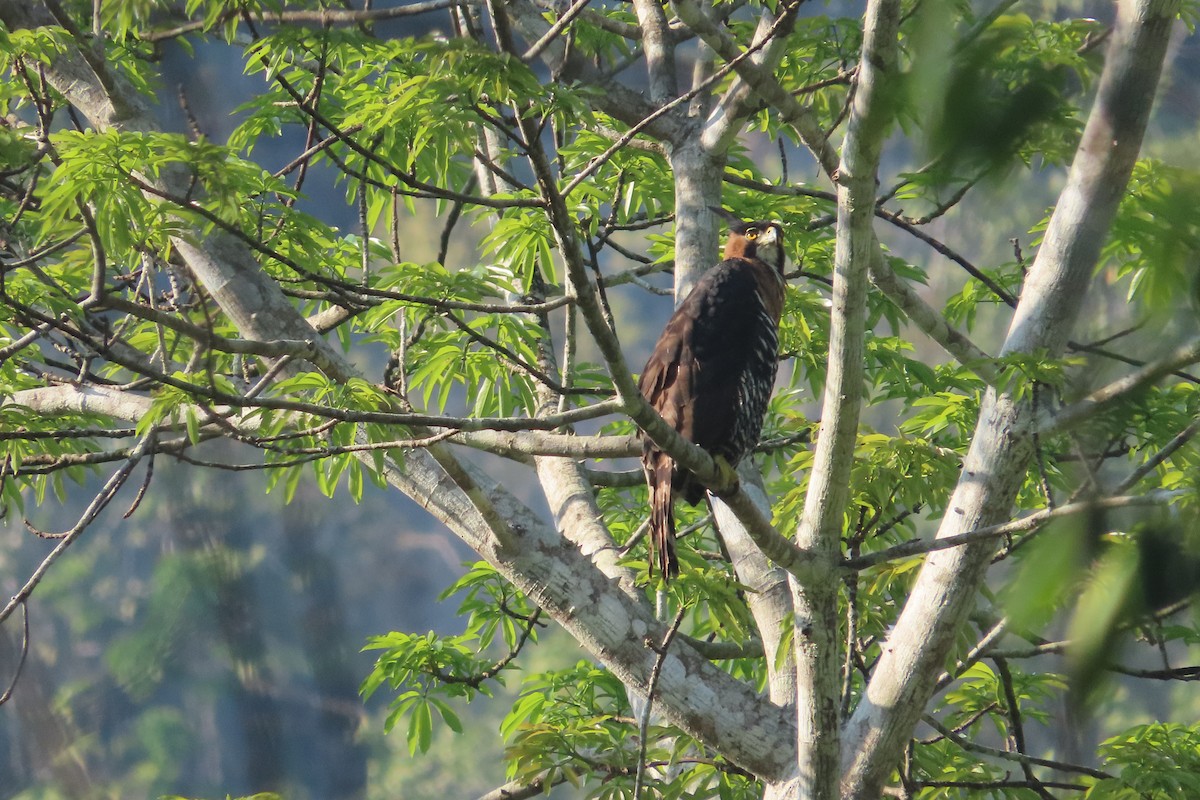 Ornate Hawk-Eagle - David Brinkman