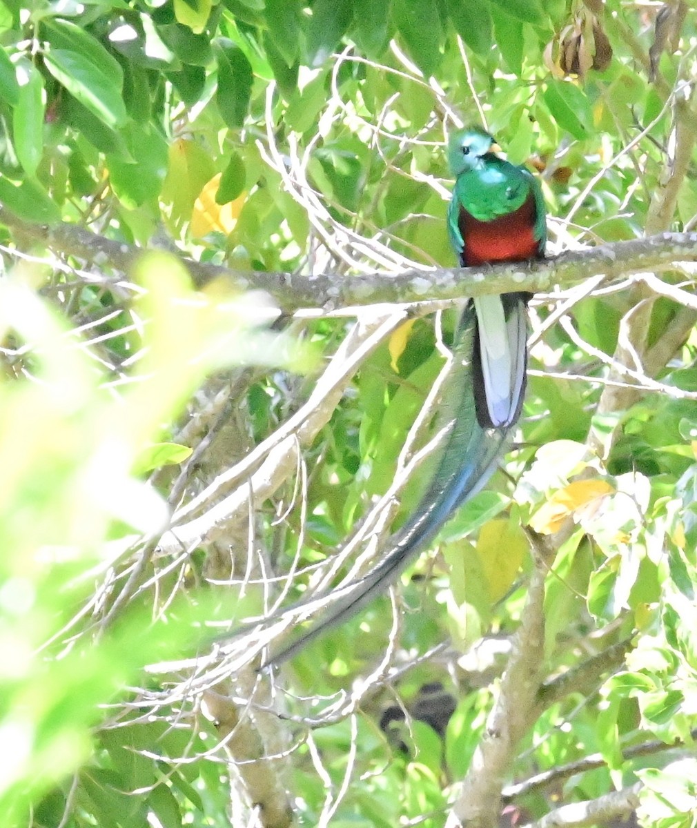 Resplendent Quetzal - Vivian Fung