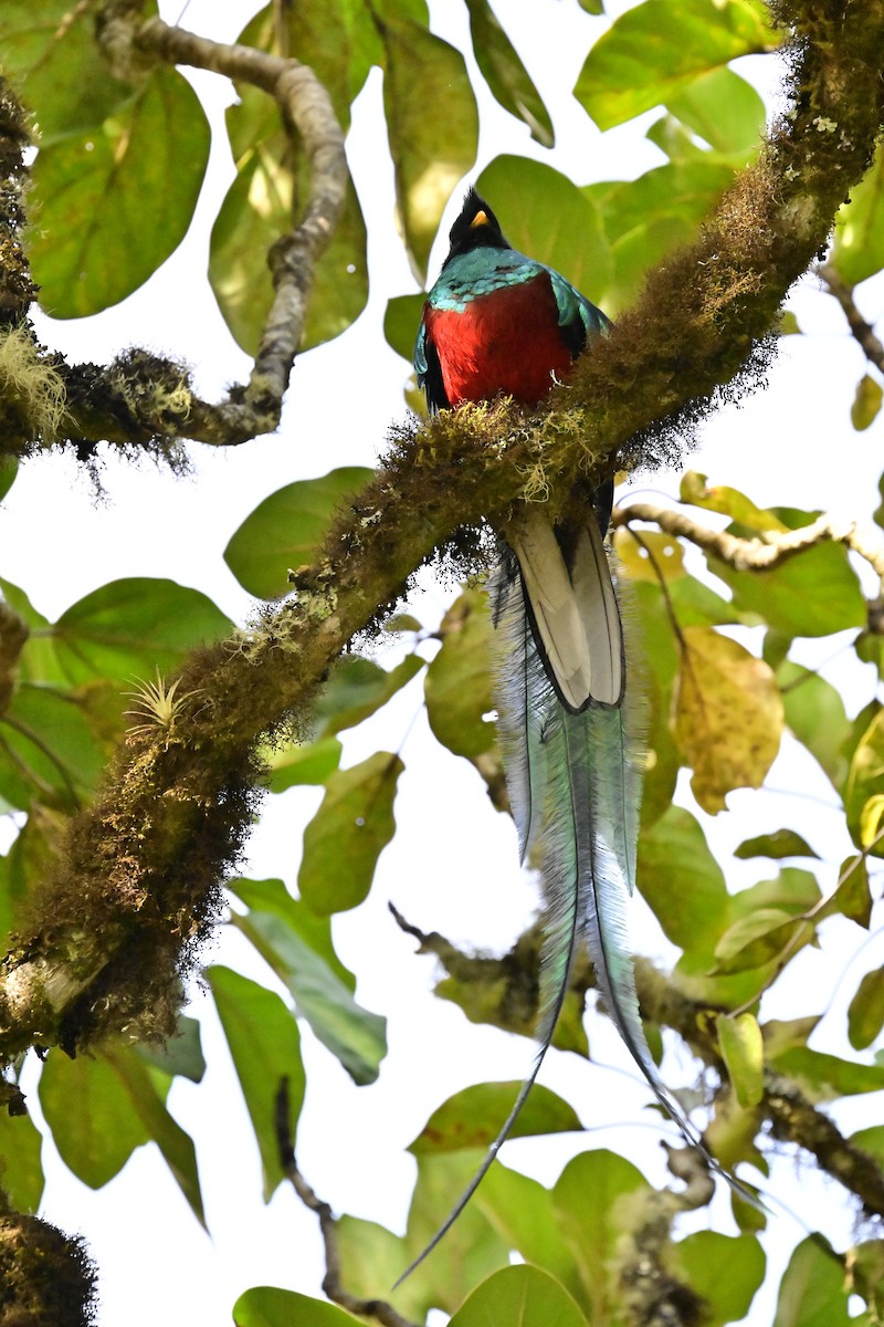 Resplendent Quetzal - Vivian Fung