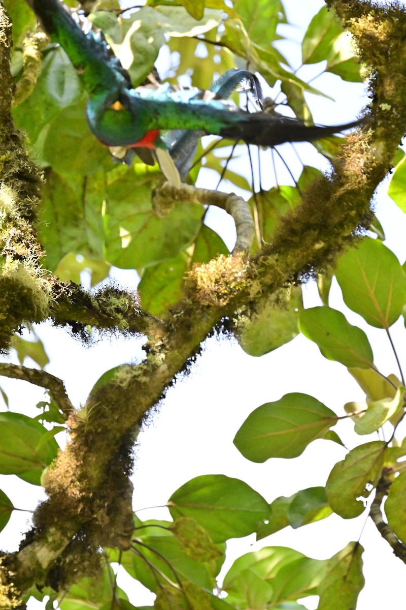 Resplendent Quetzal - Vivian Fung