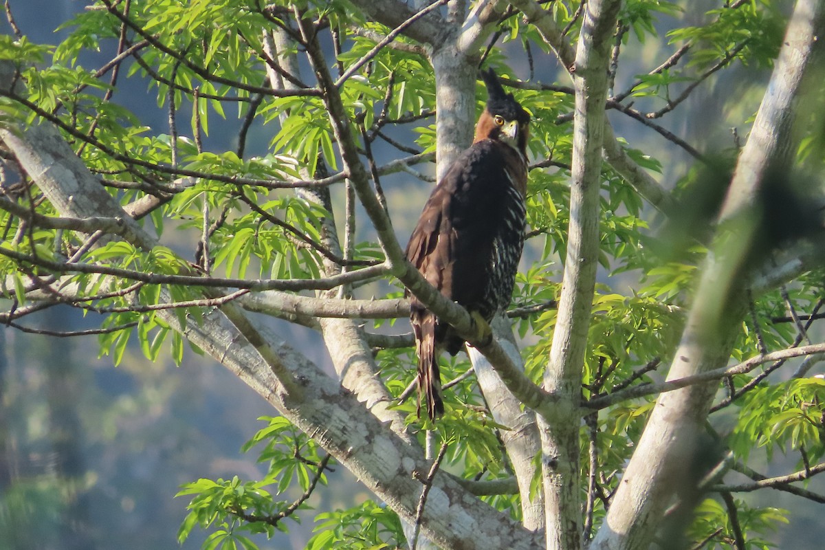 Ornate Hawk-Eagle - David Brinkman