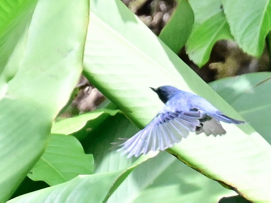 Slaty Flowerpiercer - Vivian Fung