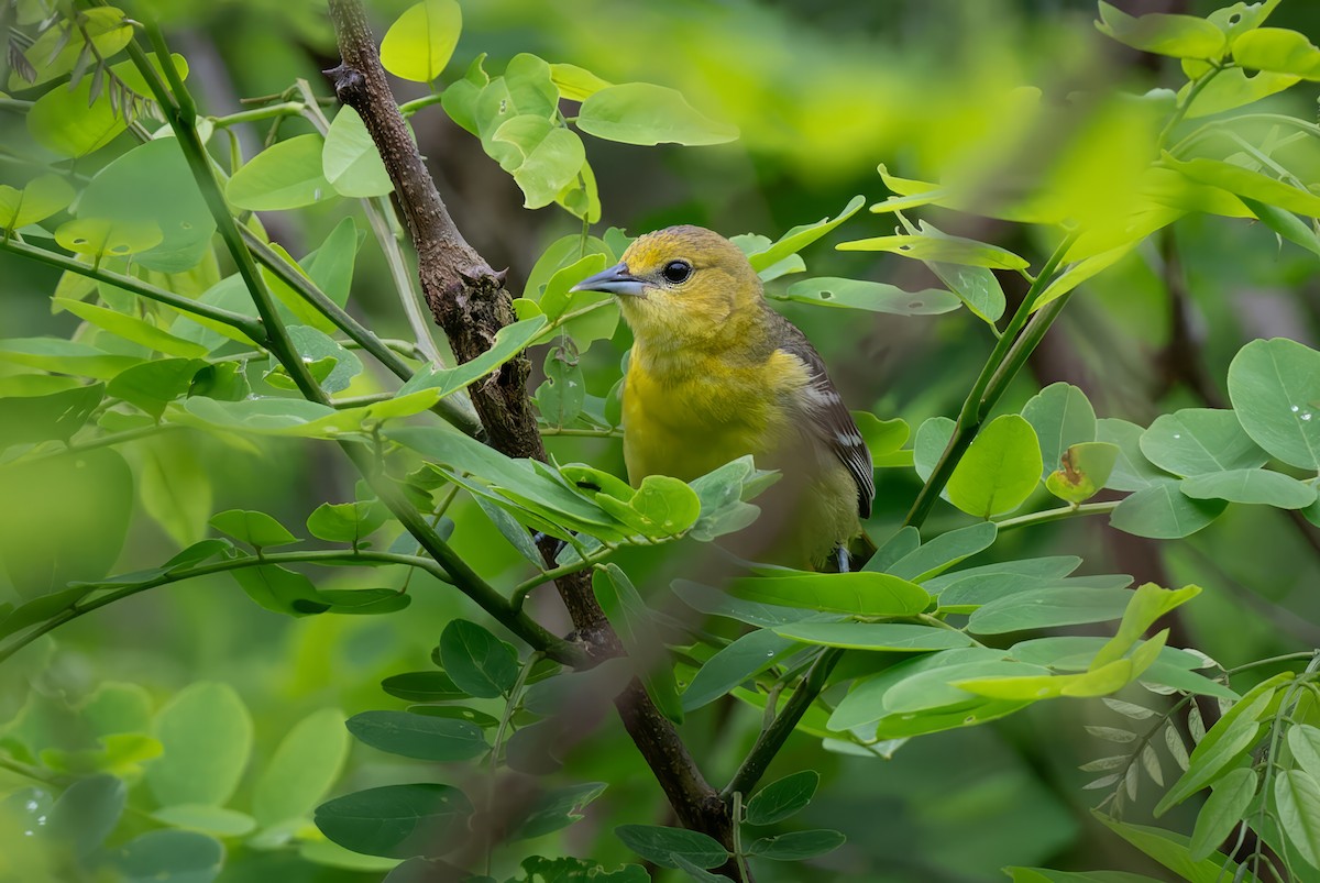 Orchard Oriole - Mitchell Goldfarb