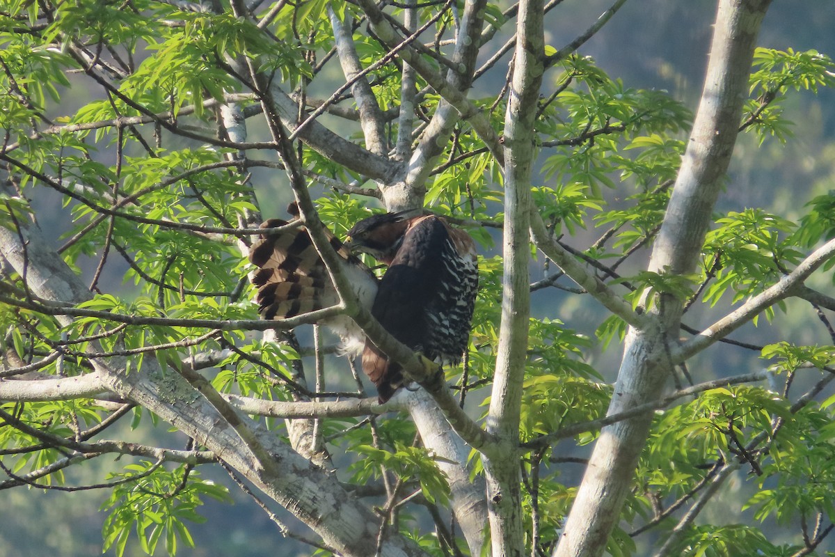 Ornate Hawk-Eagle - David Brinkman