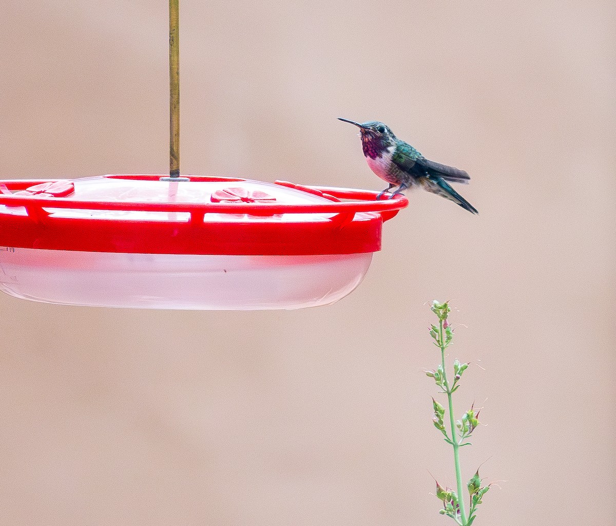 Lucifer Hummingbird - Lois Farrington