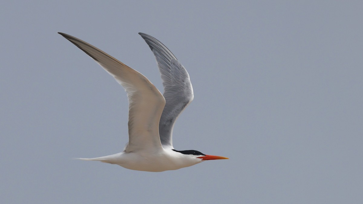 Elegant Tern - Alistair Skinner