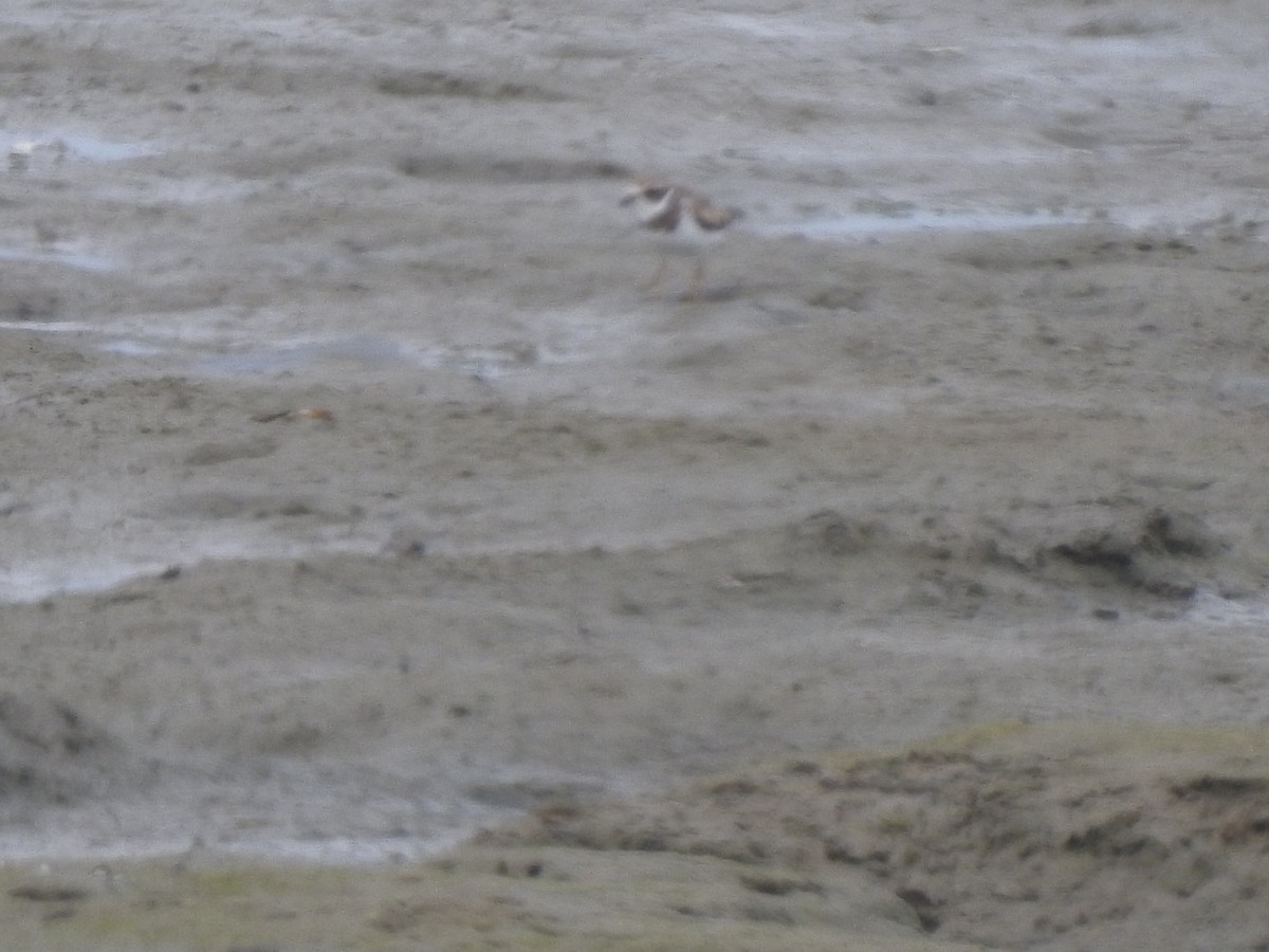 Semipalmated Plover - Layton Pace