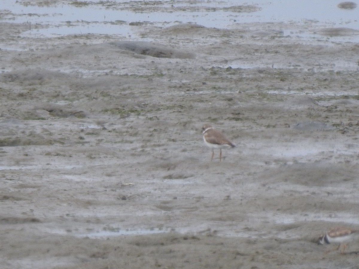 Semipalmated Plover - Layton Pace