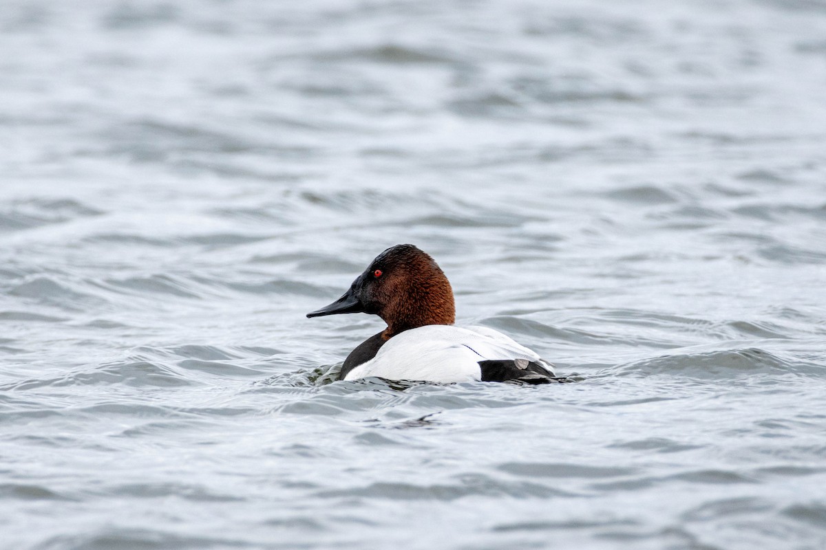 Canvasback - ML619209817