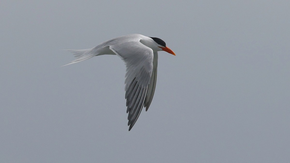 Royal Tern - ML619209819