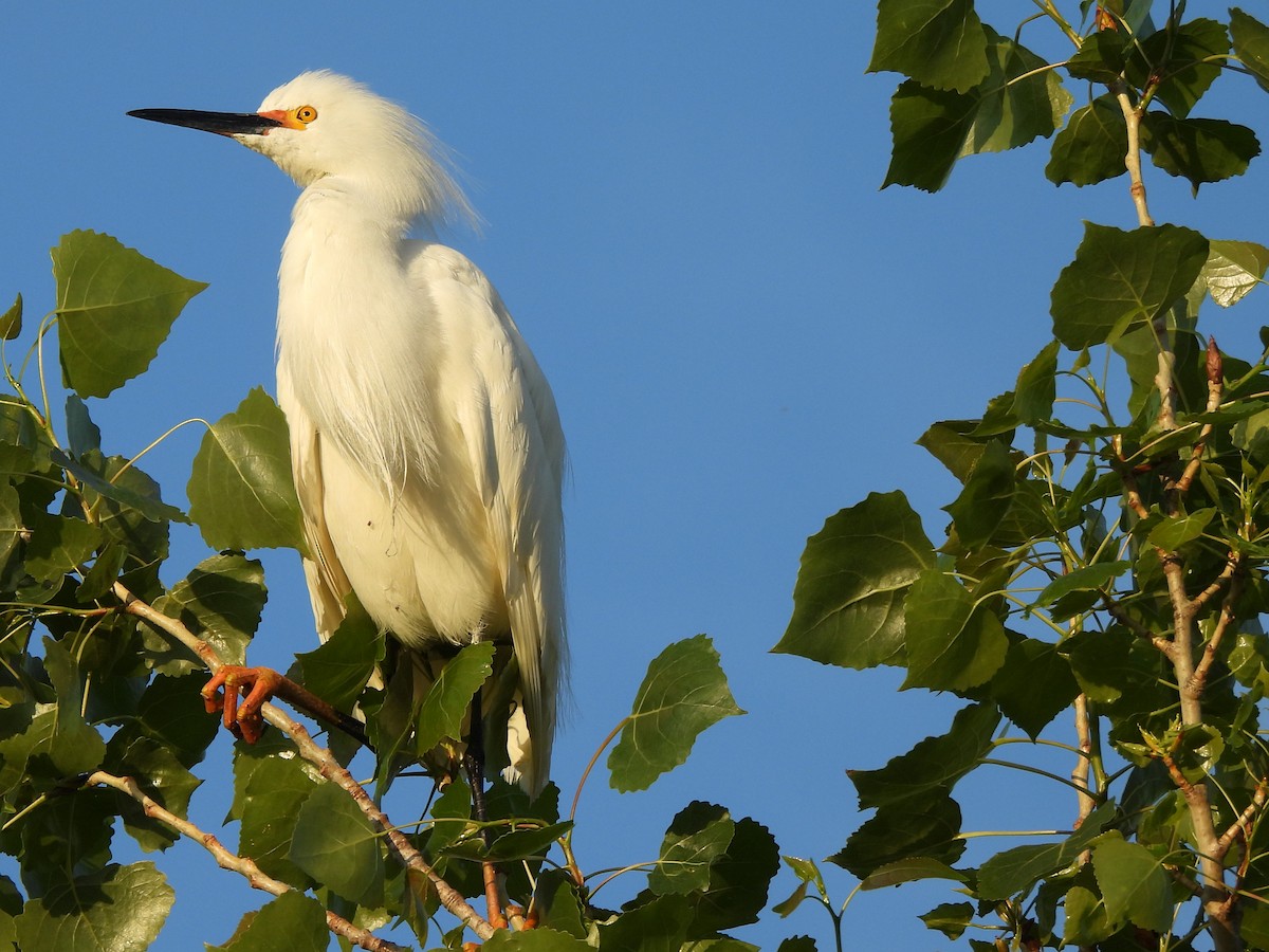 Snowy Egret - Kiandra Mitchell