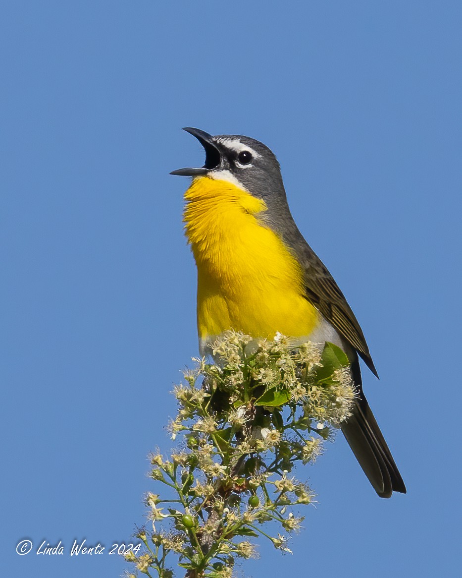 Yellow-breasted Chat - ML619209827