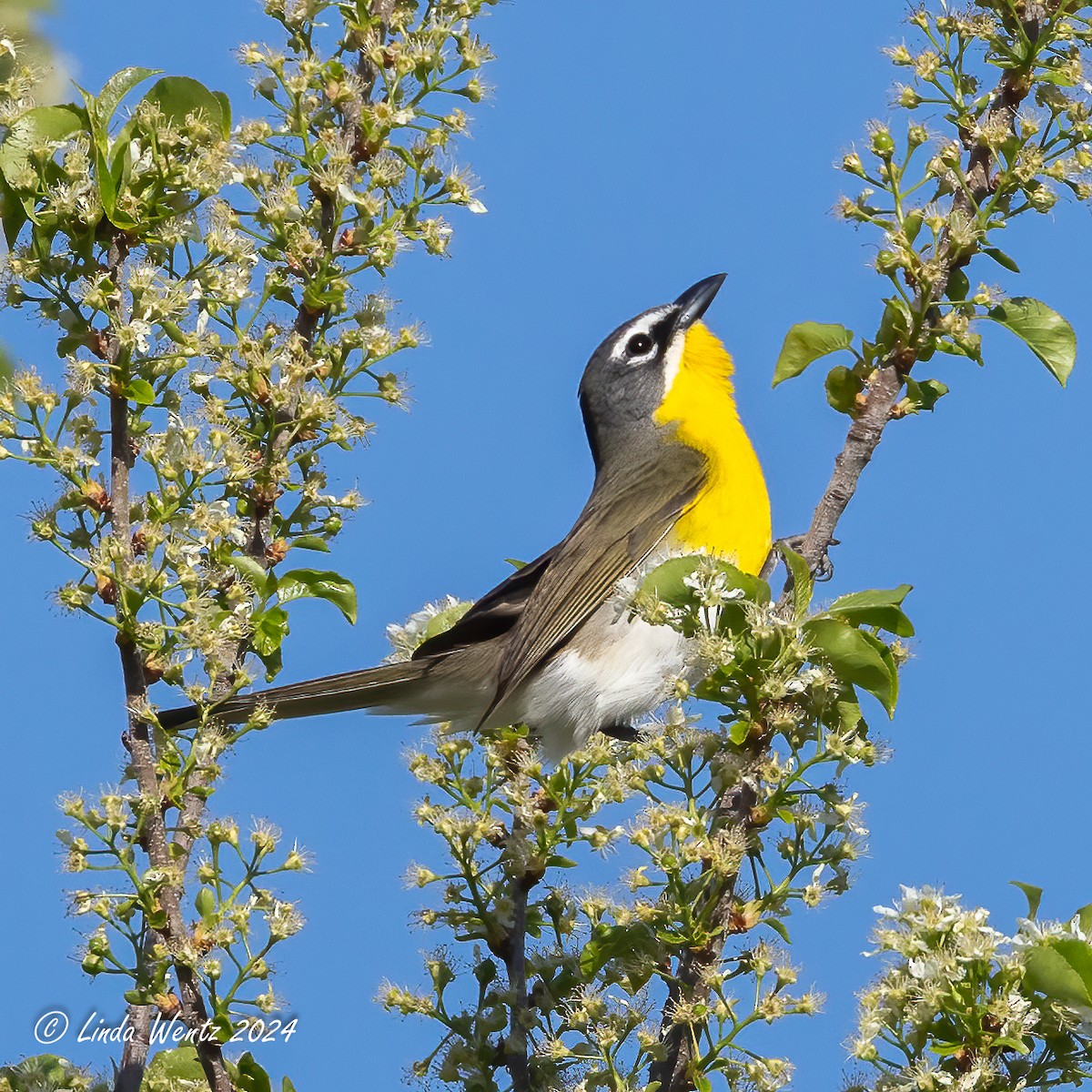 Yellow-breasted Chat - ML619209828