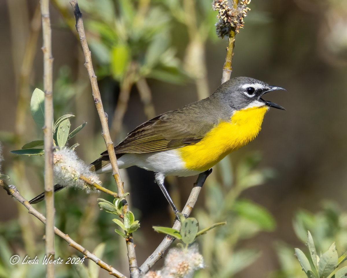 Yellow-breasted Chat - ML619209829