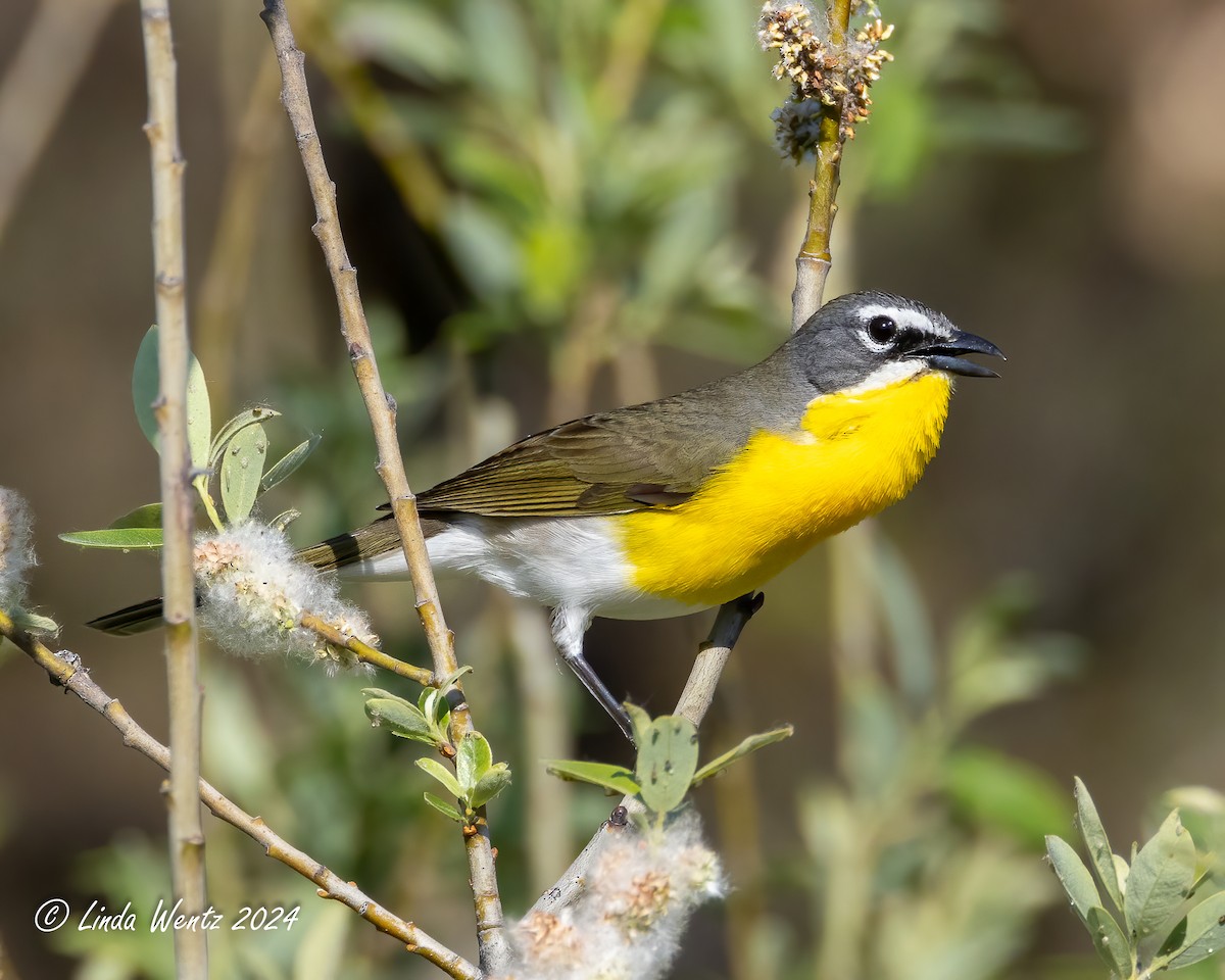 Yellow-breasted Chat - ML619209830