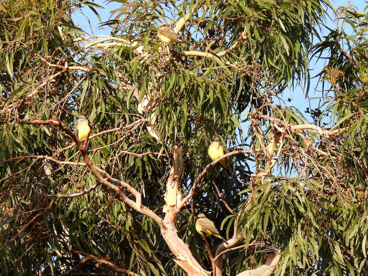 Western Kingbird - ML619209831