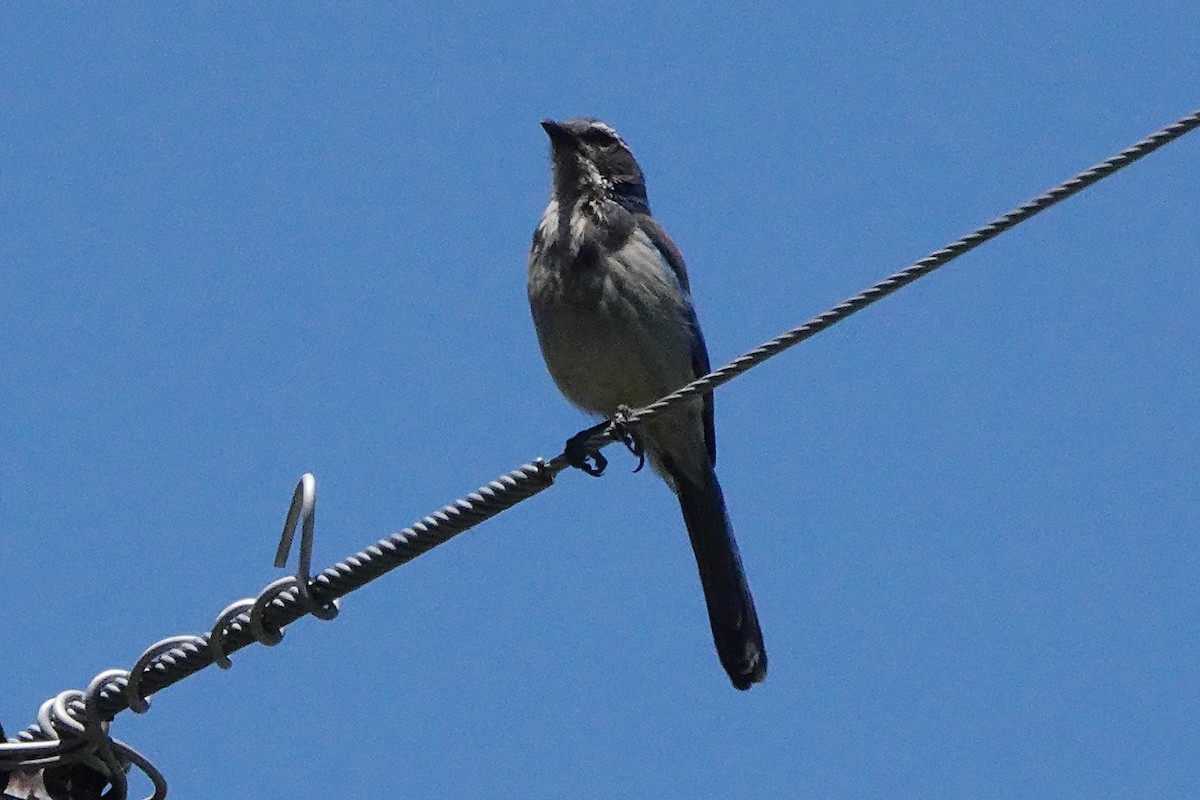 California Scrub-Jay - Edward Rooks