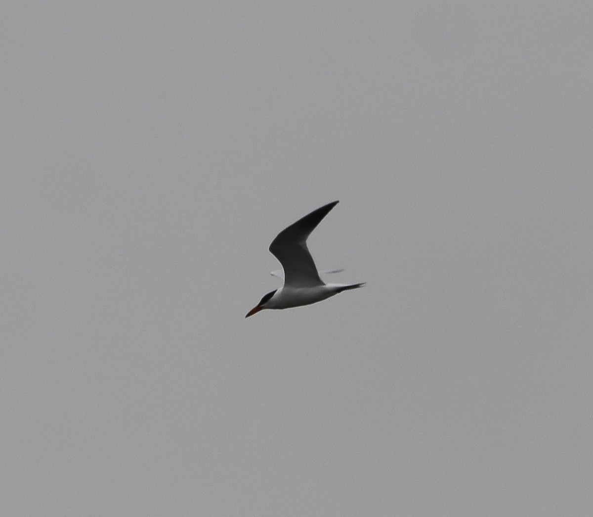 Caspian Tern - Nancy Ellington