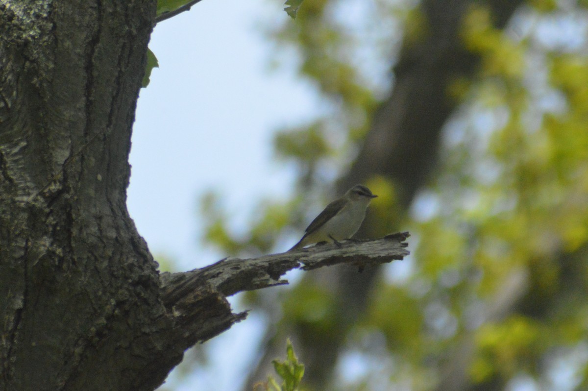 Red-eyed Vireo - ML619209857