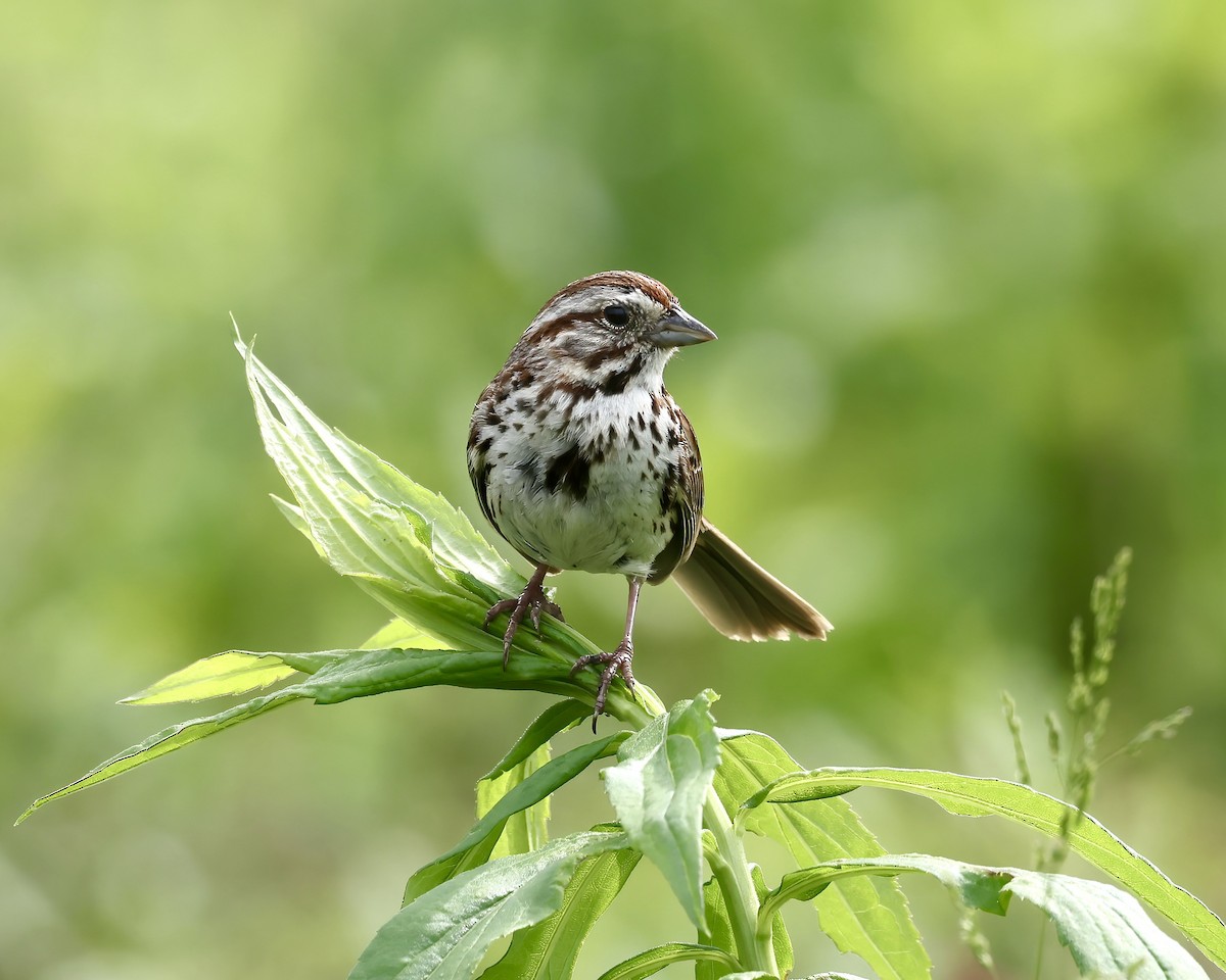 Song Sparrow - Debbie Kosater