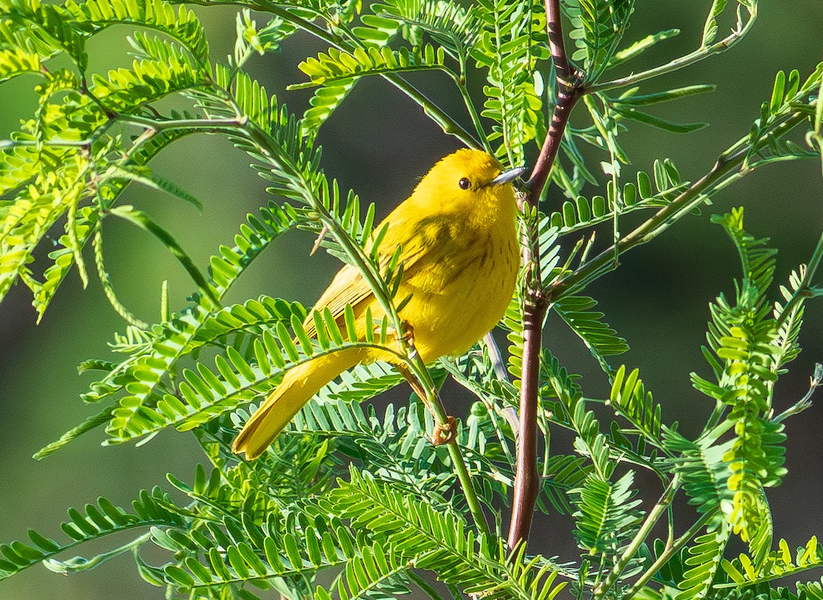 Yellow Warbler (Northern) - ML619209863