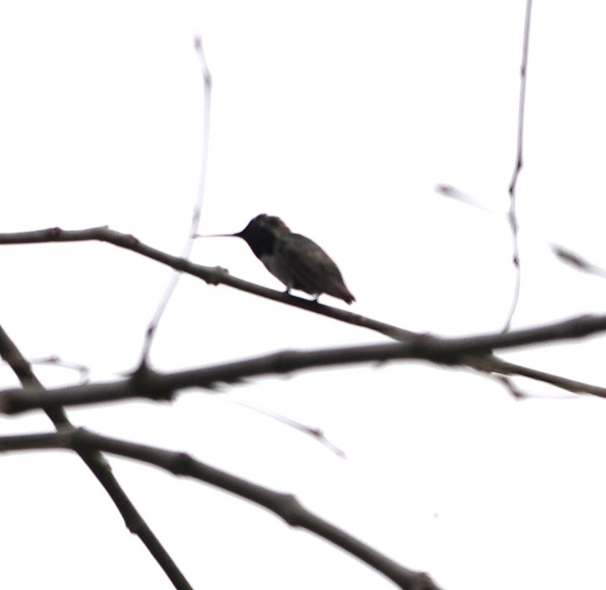 tanımsız Trochilidae sp. - ML619209864