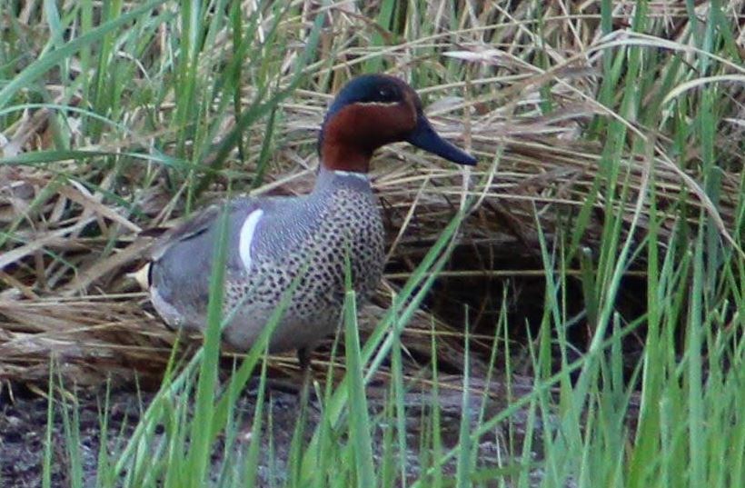 Green-winged Teal - ML619209866