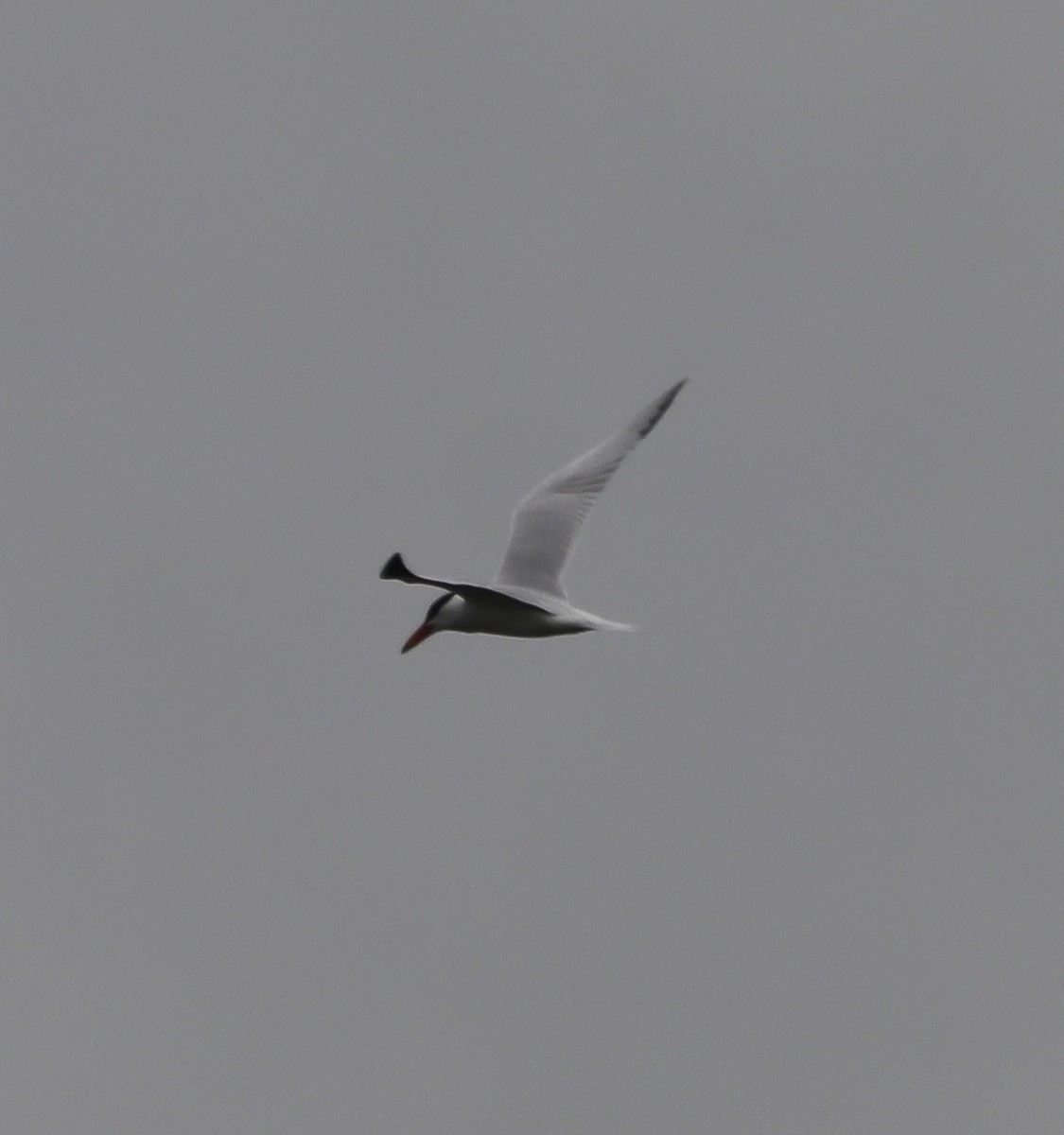 Caspian Tern - Nancy Ellington