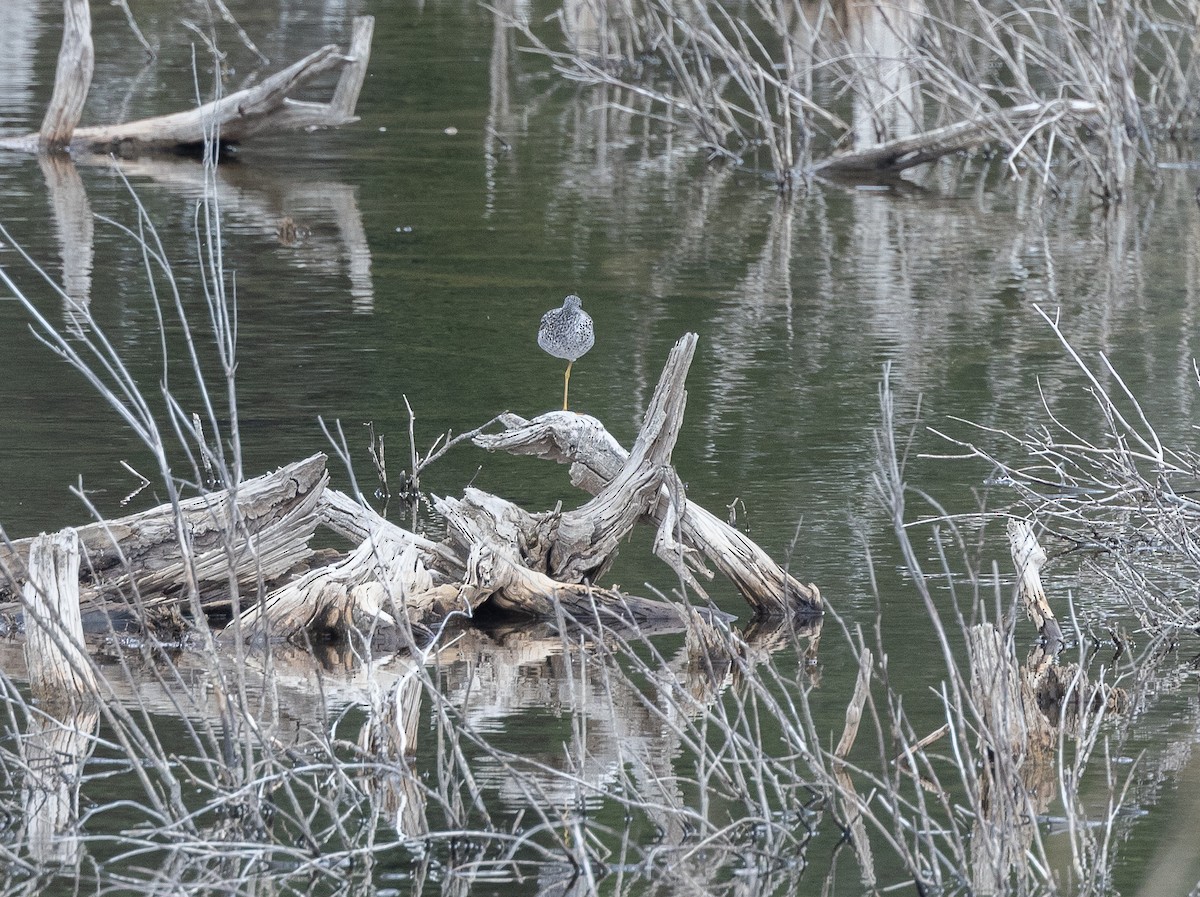 Greater Yellowlegs - ML619209878