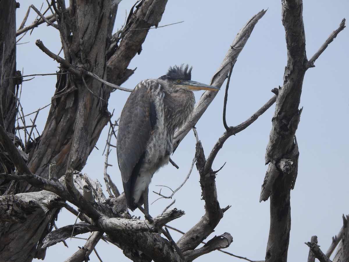 Great Blue Heron - Layton Pace