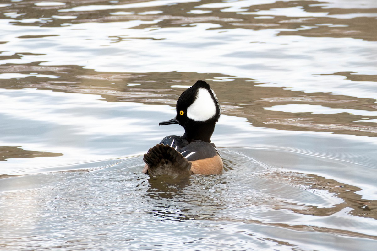 Hooded Merganser - Yifei Ma