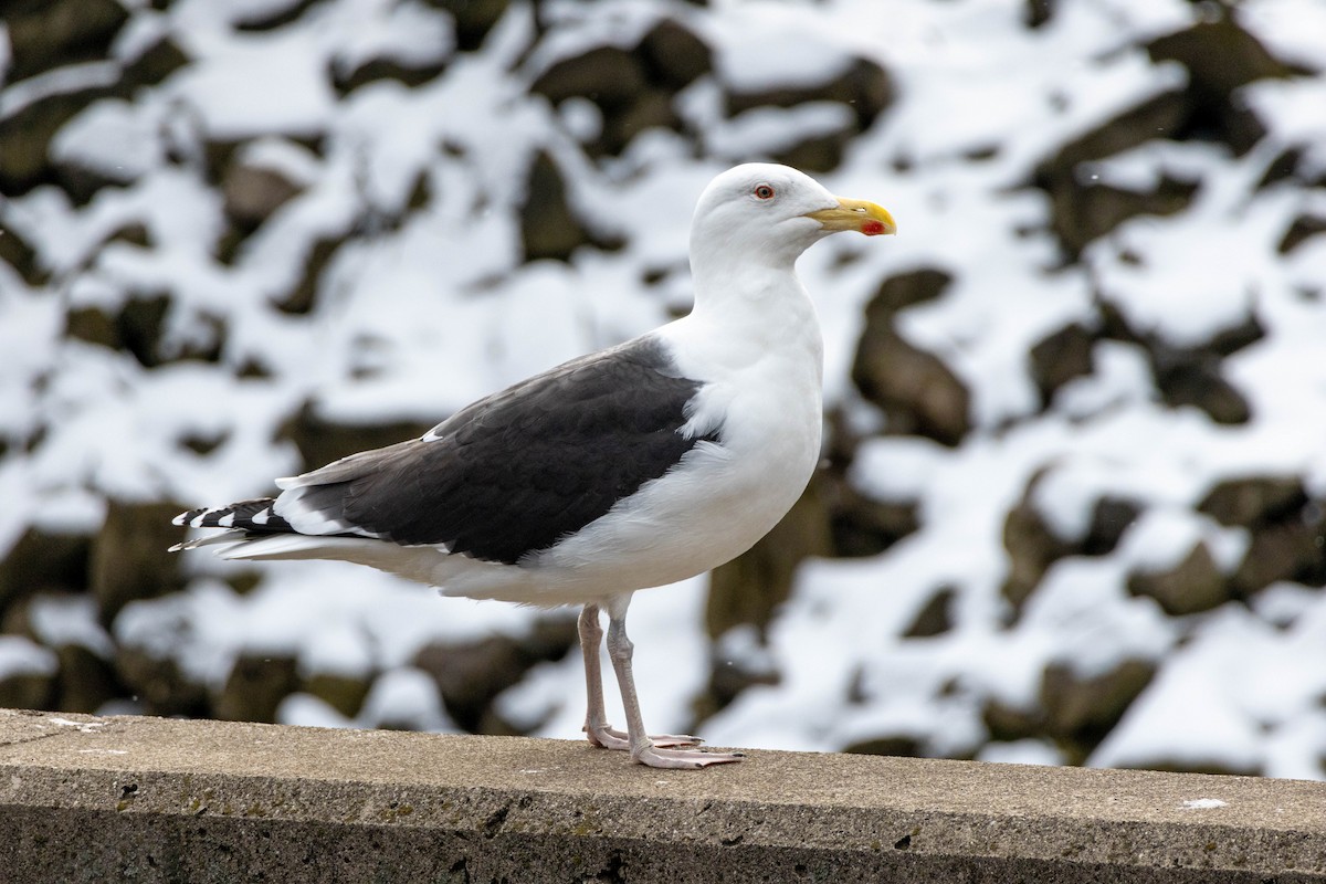 Great Black-backed Gull - ML619209886