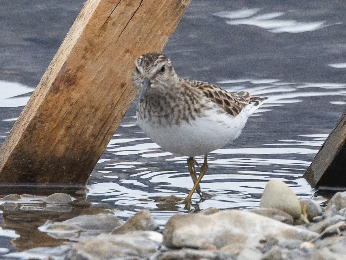 Least Sandpiper - Caroline Lambert