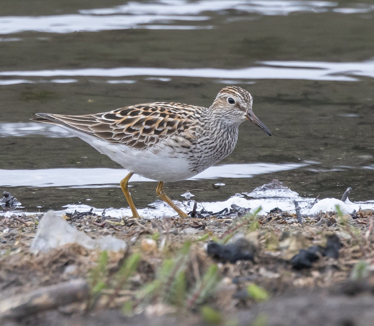 Pectoral Sandpiper - ML619209906